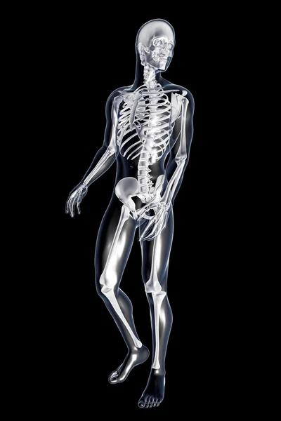 Anatomía masculina — Foto de Stock